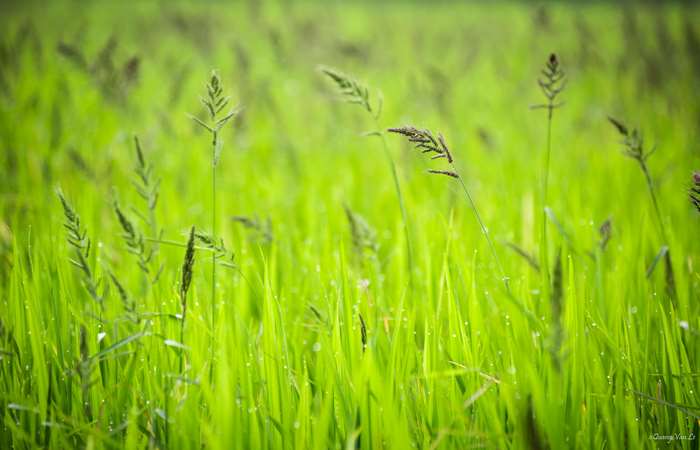 Green grass with dewdrops in Vietnam 4K