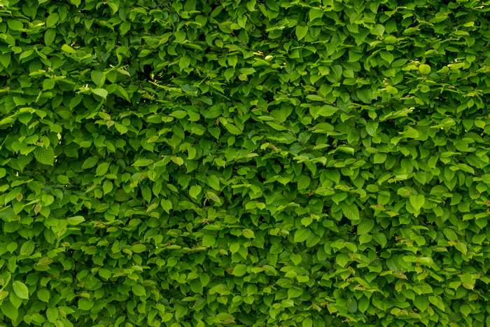 Green leaves wall pattern