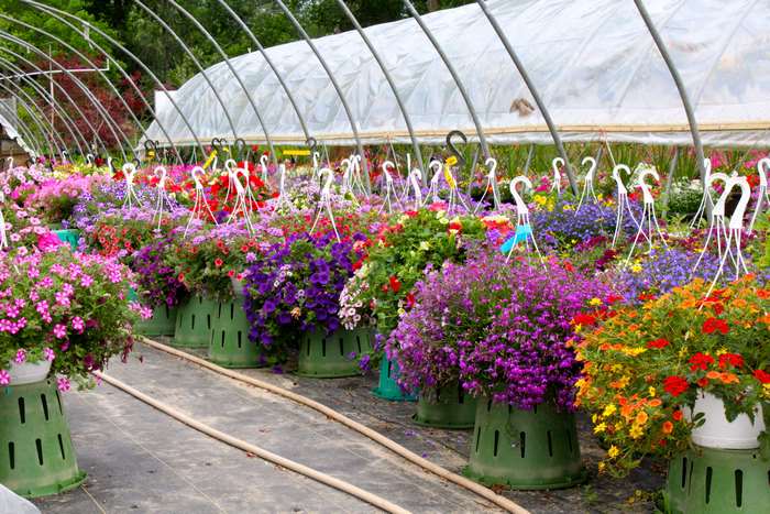 Hanging flowers in a greenhouse