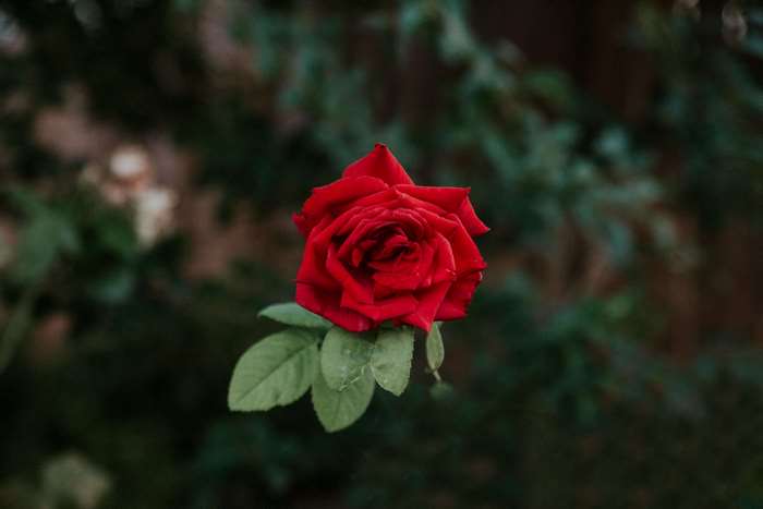 A single red rose with green leaves