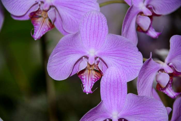 Close-up of purple Phalaenopsis orchids