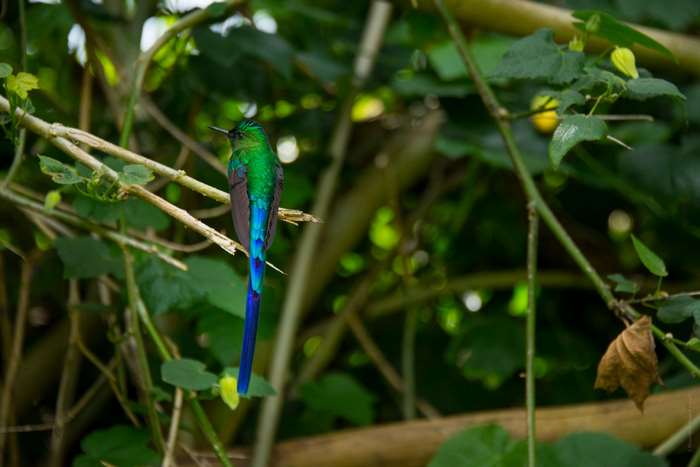 Hummingbird with blue tail on a branch