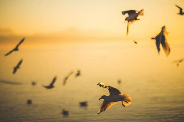 Flock of seagulls flying over the ocean at sunset 4K
