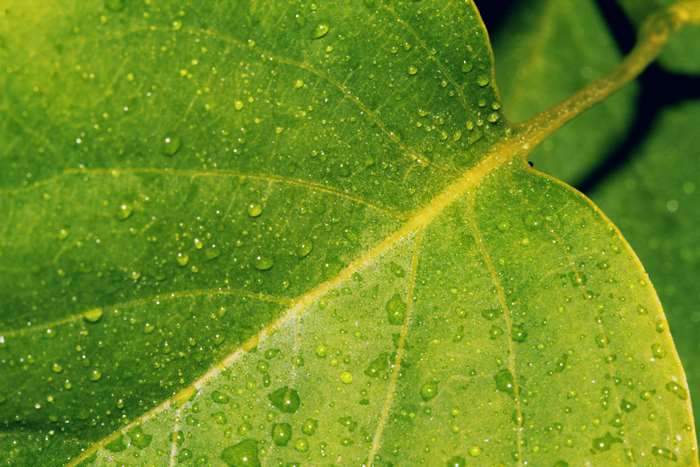 Macro photography of water drops on a green leaf