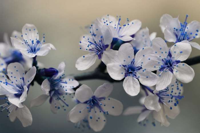 White cherry blossoms with blue centers