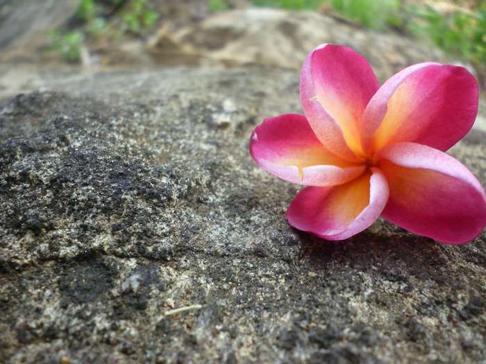 Pink and yellow plumeria flower on rock