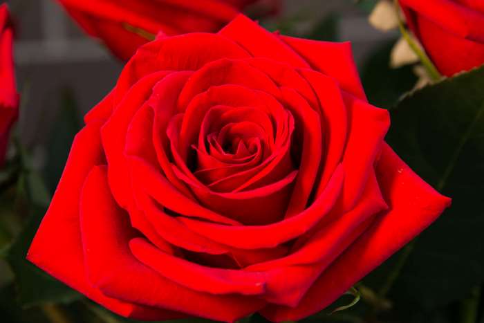 Close up of a red rose 4K