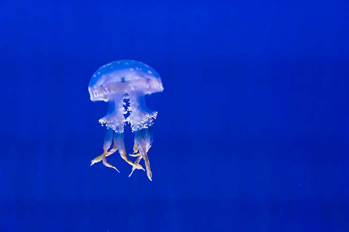 Jellyfish swimming in blue water