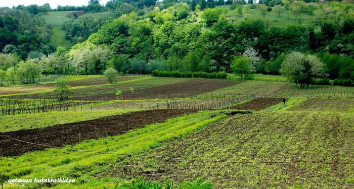 Lush Green Cornfield and Village Landscape
