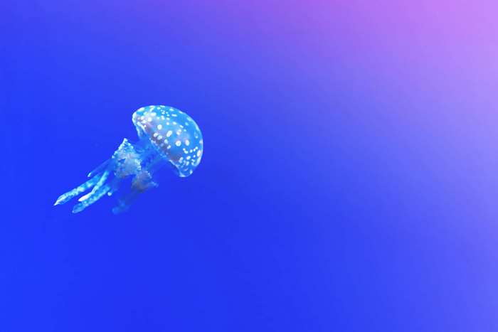 Spotted Jellyfish Swimming in Blue Water 4K