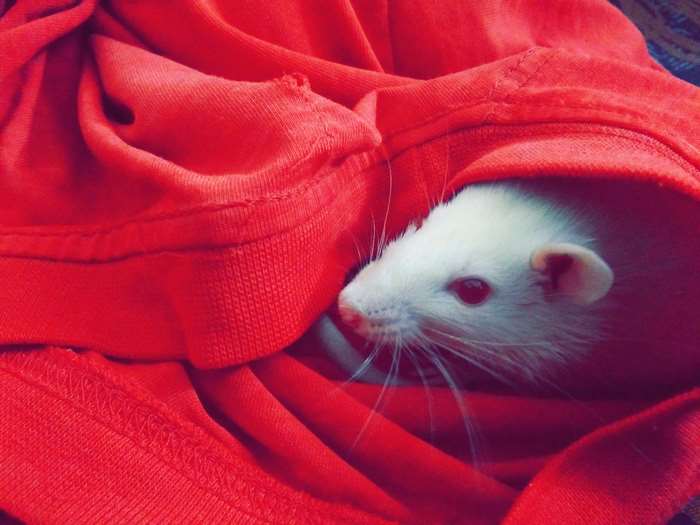 White rat peeking out of red fabric