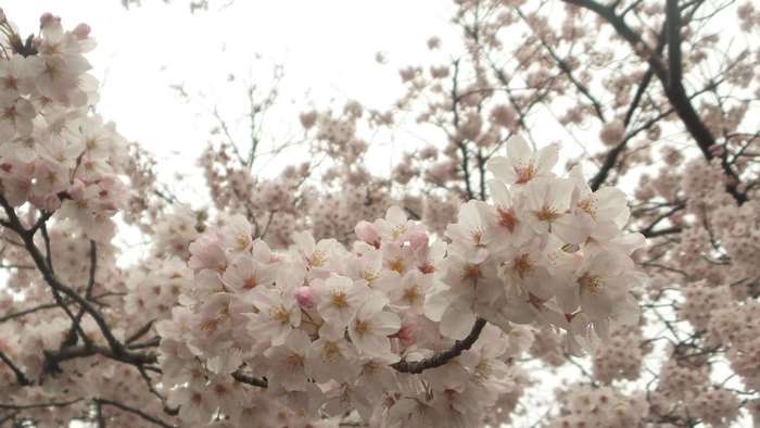 Cherry blossoms in Japan 4K