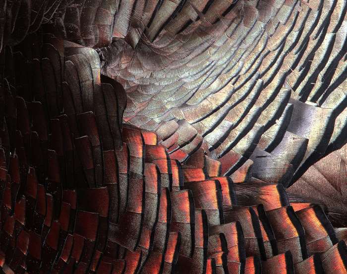 Close-up of turkey feathers with intricate patterns