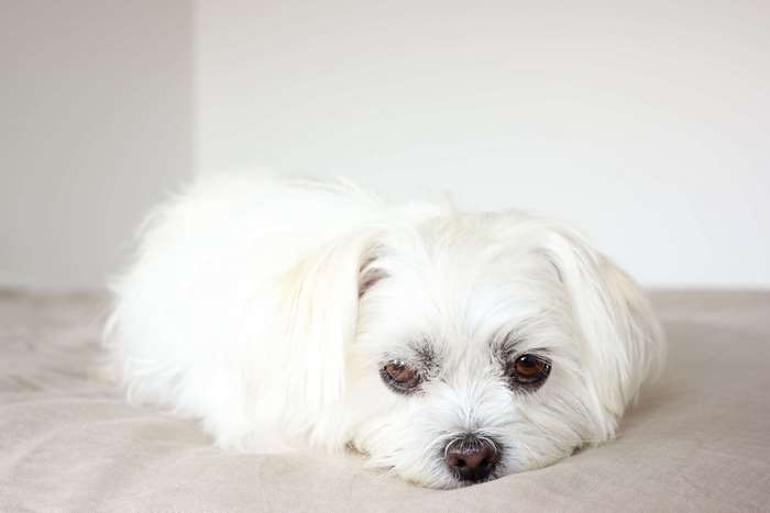 White Maltese dog lying down