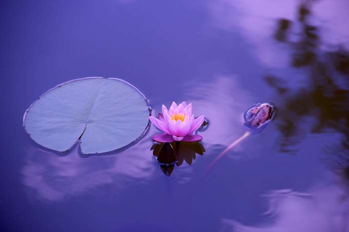 Pink lotus flower and lily pad on purple water