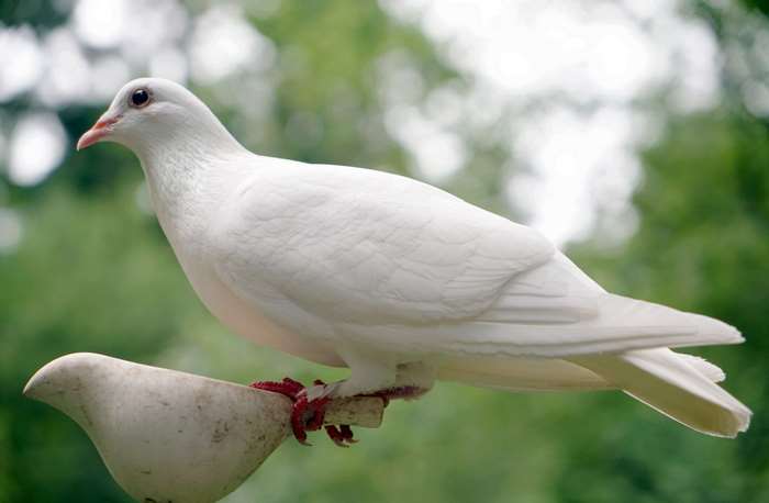 White dove perched on a statue