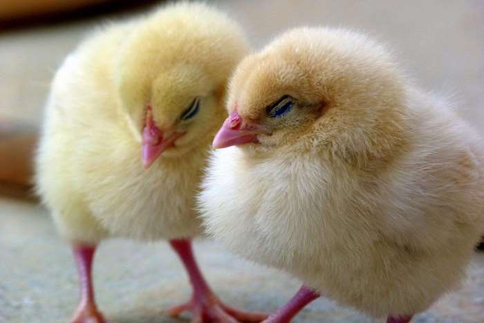 Two fluffy yellow chicks sleeping