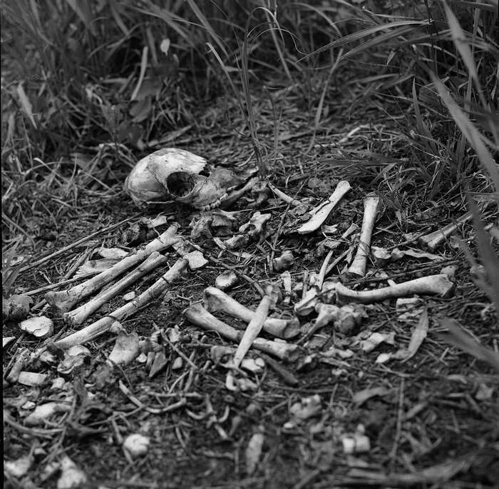 Pile of animal bones and skull on the ground