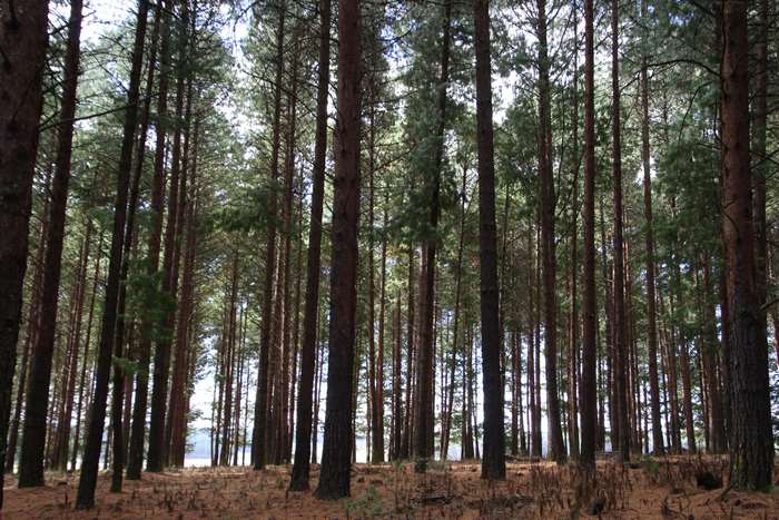 Pine trees in a forest