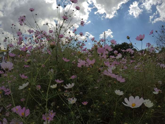 Pink and white cosmos flowers under a cloudy sky