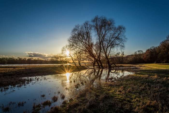 Bare trees reflected in water at sunset