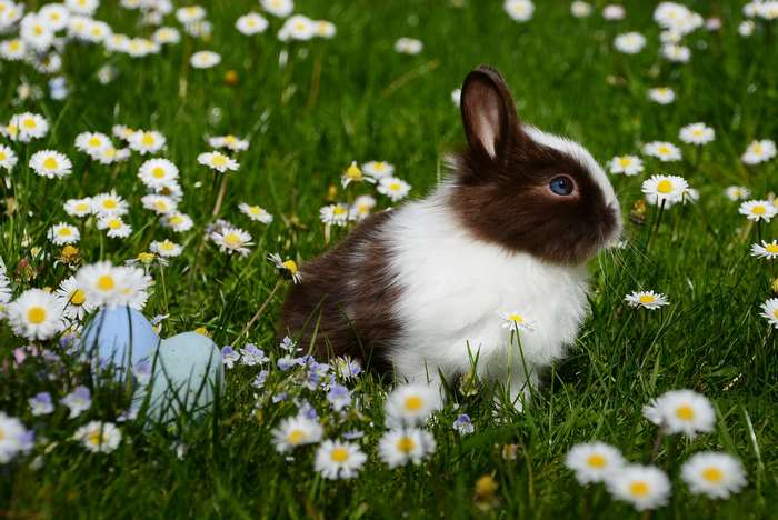 Brown and white bunny in a field of daisies