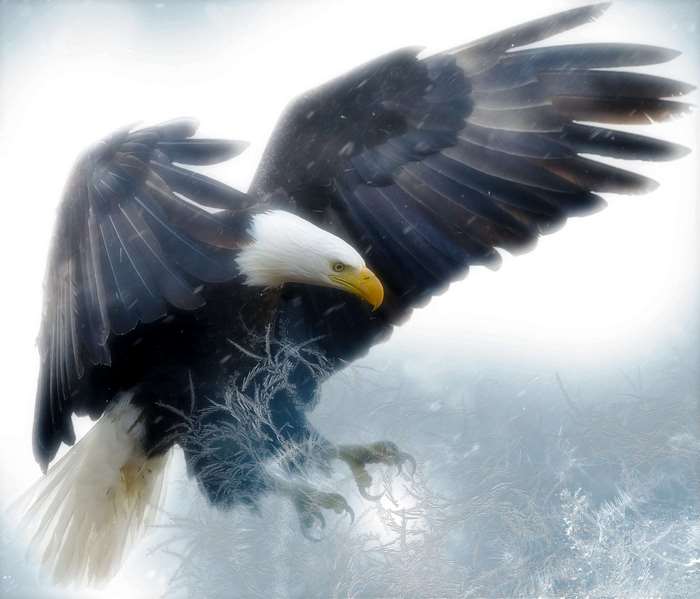 Bald eagle in flight during a snowstorm