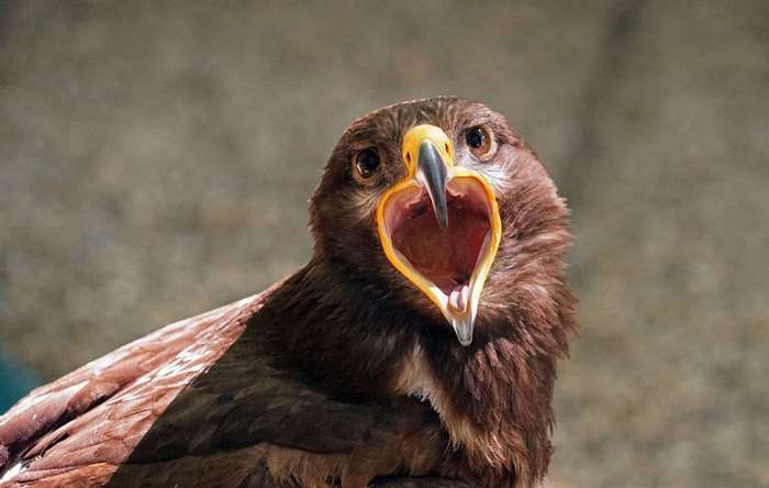 Close-up portrait of a bird of prey with mouth open