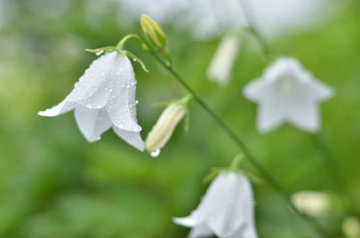 White bellflowers with raindrops 4K