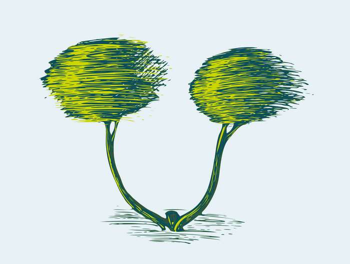 Two trees with green foliage and dark trunks