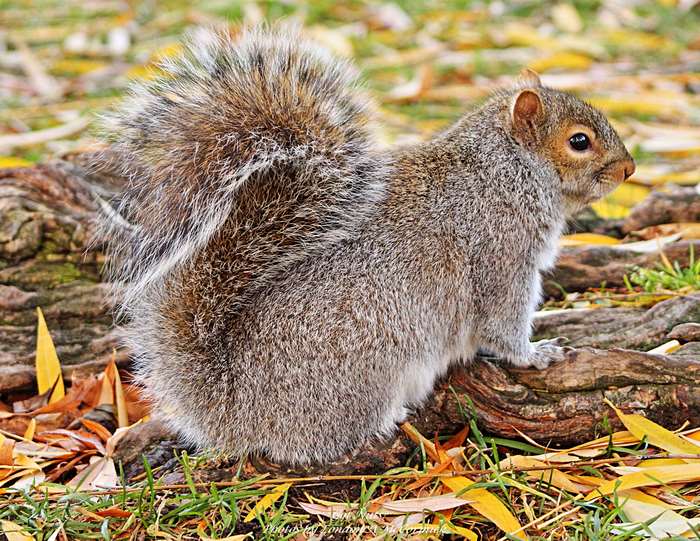 Squirrel in autumn setting