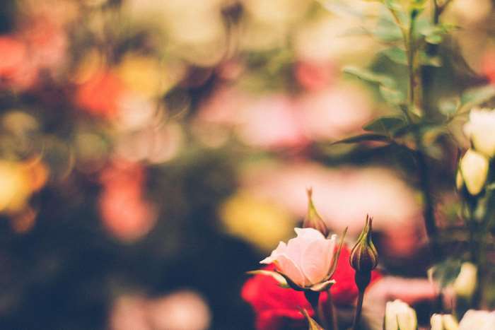 Pink rose and buds with bokeh background