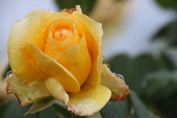 Yellow rose with water drops