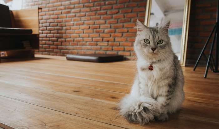 Fluffy cat sitting on a wooden floor in a studio