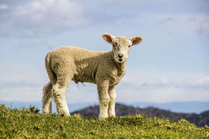Lamb standing on a grassy hill with blue sky