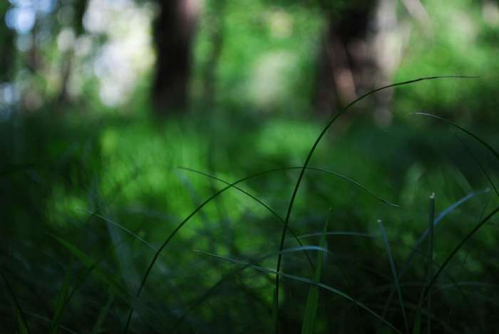 Green grass in a forest with bokeh background 4K