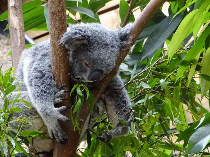 Koala sleeping on a tree branch