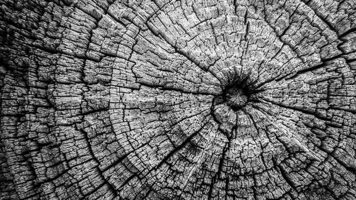 Close-up of a felled tree trunk with visible tree rings