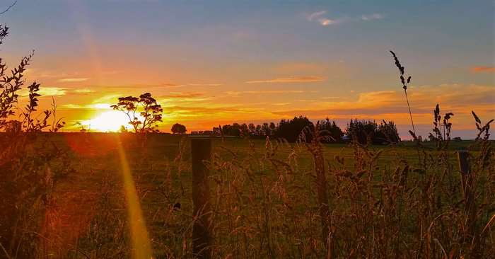 Sunset over a rural field with tall grass and trees