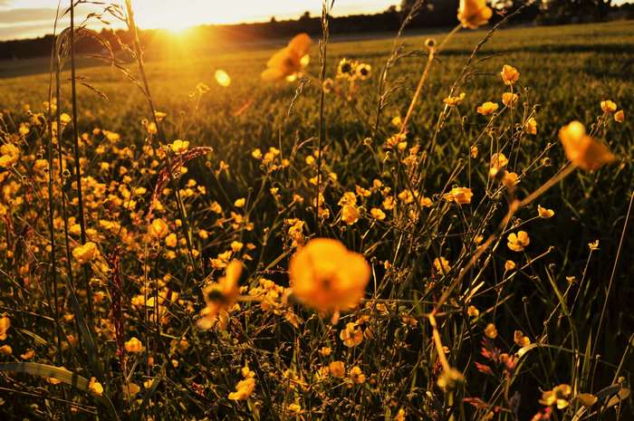 Field of yellow flowers at sunset