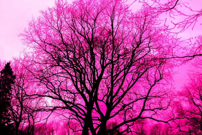 Silhouette of a bare tree against a pink sky