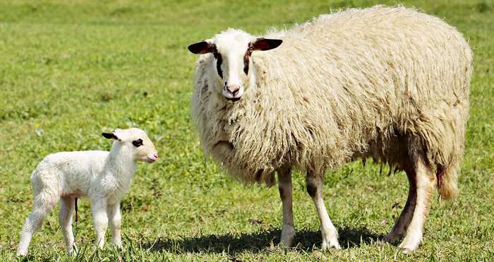 Mother sheep and lamb in a grassy field