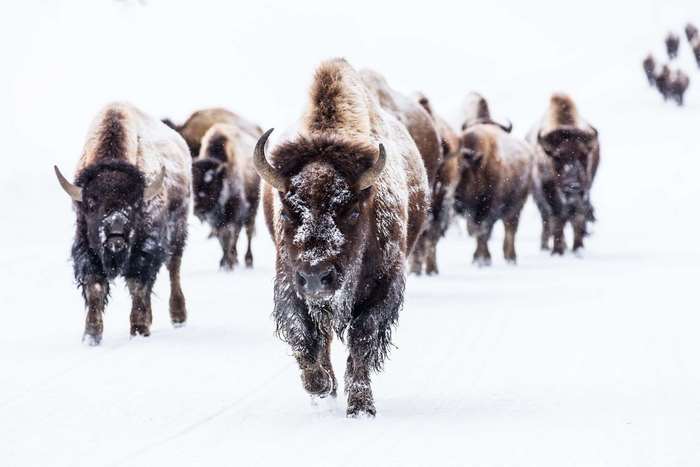 Herd of bison walking in the snow at Yellowstone National Park