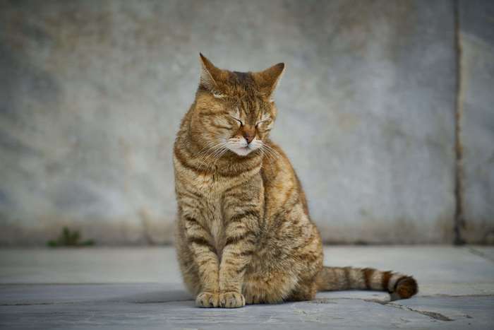 Tabby cat sitting with eyes closed