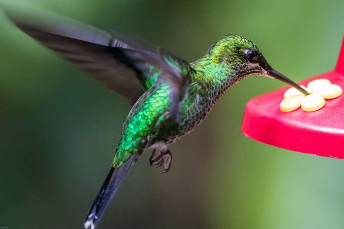 Green hummingbird feeding from a red feeder 4K