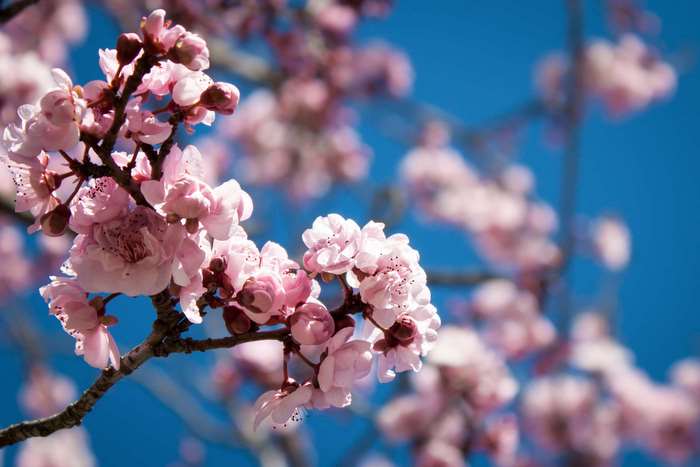 Pink cherry blossoms against a bright blue sky
