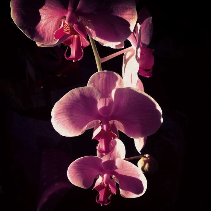 Pink orchids against a black background