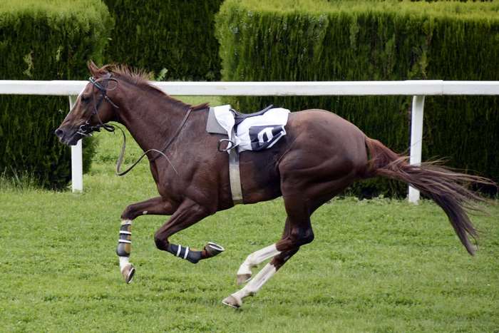 Brown horse galloping on a racecourse with green hedges
