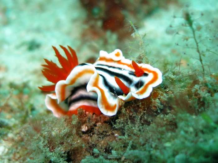 Colorful sea slug on coral reef
