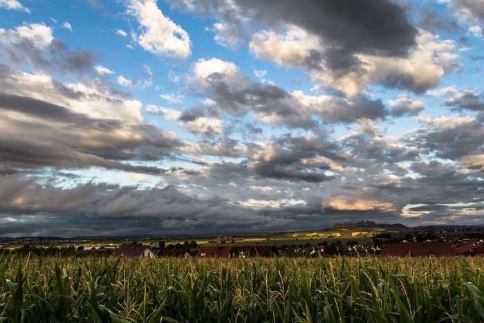 Cornfield landscape with dramatic clouds at sunset